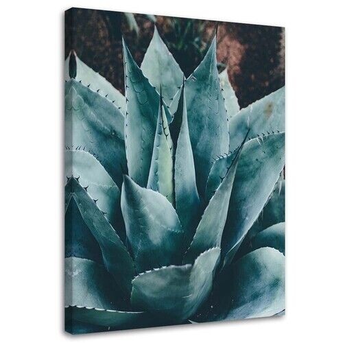 Lerretsbilde, Agave med store blader