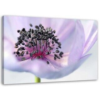 Lerretsbilde, Lilla anemone