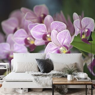 Fototapet Vakre Orkideer
