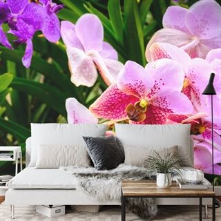 Fototapet Fargerike Orkideer 3D