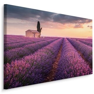 Lerret Blomstrende Lavendelfelt I Provence