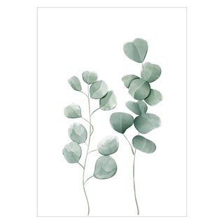 Plakat - Eucalyptus leaves 2