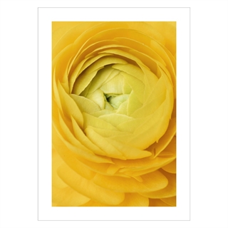 Plakat med yellow rose