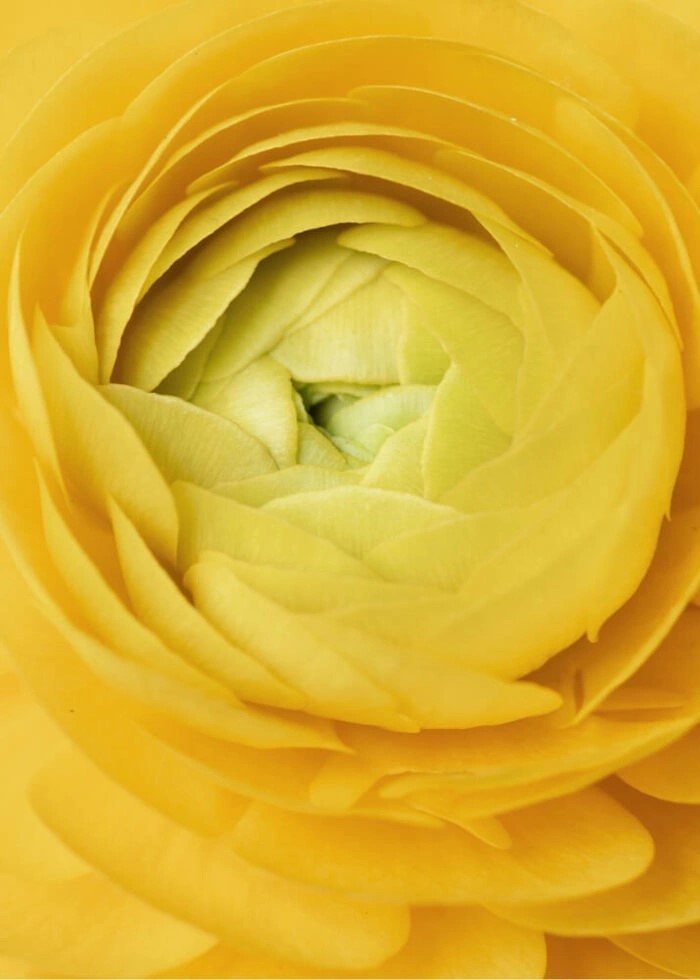 Plakat med yellow rose