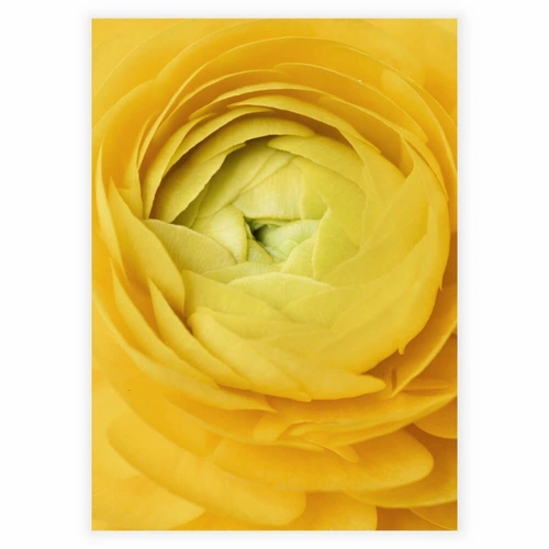Plakat med yellow rose