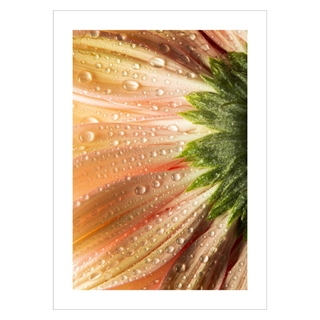 Plakat - Coral Flower