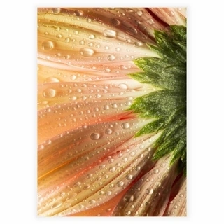 Plakat - Coral Flower