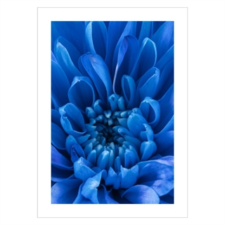 Plakat med Blue Petals