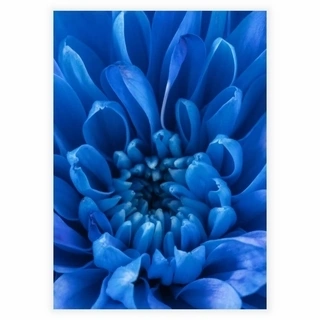 Plakat - Blue Petals