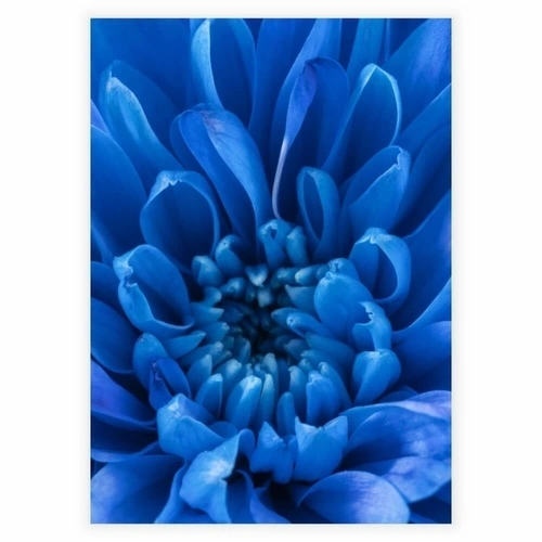 Plakat med Blue Petals