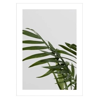 Plakat med green houseplant