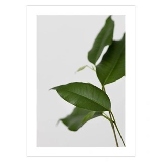 Plakat med green houseplant 4