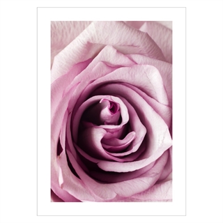 Plakat Nærbilde rosa rose 