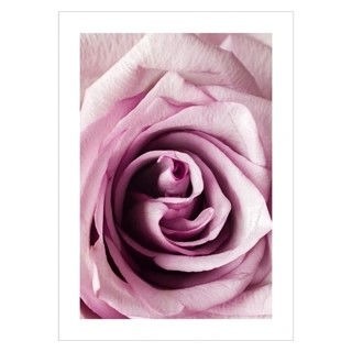 Plakat Nærbilde rosa rose 