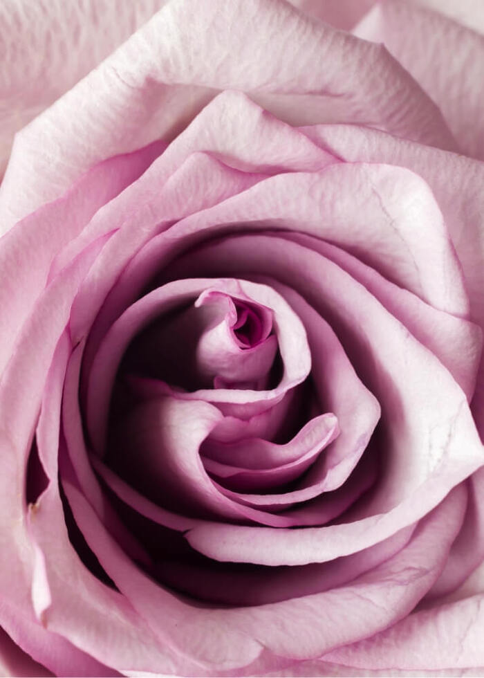 Plakat Nærbilde rosa rose 