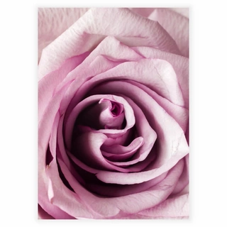 Nærbilde rosa rose - Plakat