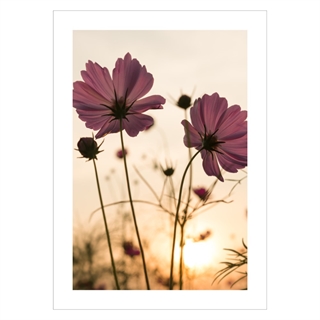 Plakat med Silhouette rosa blomst