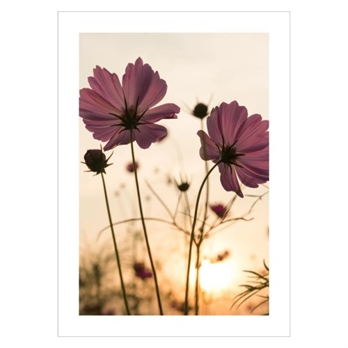 Plakat med Silhouette rosa blomst
