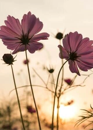 Silhouette rosa blomst - Plakat