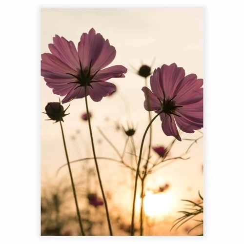 Plakat med Silhouette rosa blomst