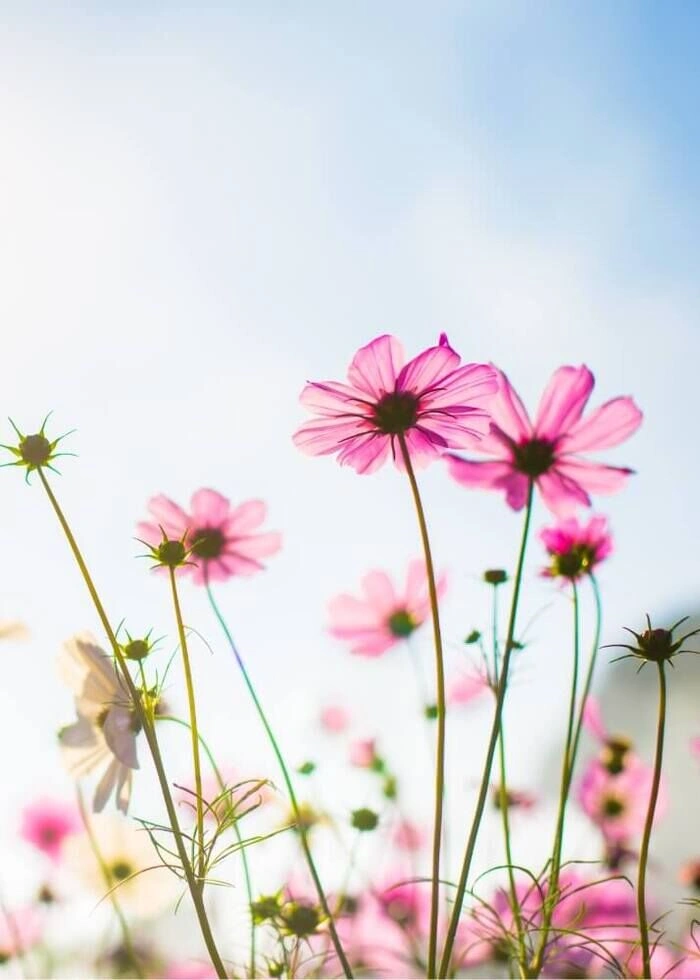 Abstrakt søt blomst - Plakat