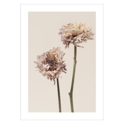 Plakat med Chrysanthemum flower