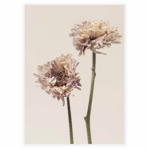 Plakat med Chrysanthemum flower