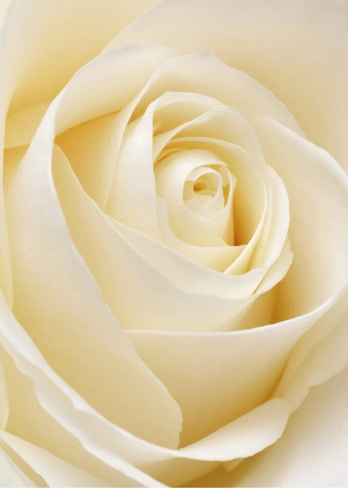 Plakat med White rose