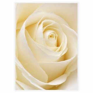 Hvit rose - Plakat