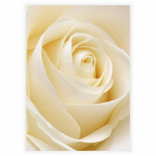 Plakat med White rose