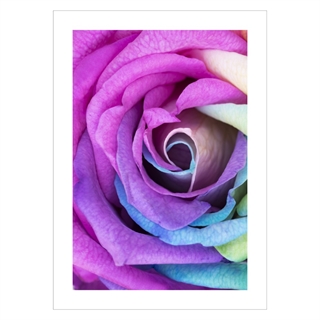 Plakat med Rainbow rose
