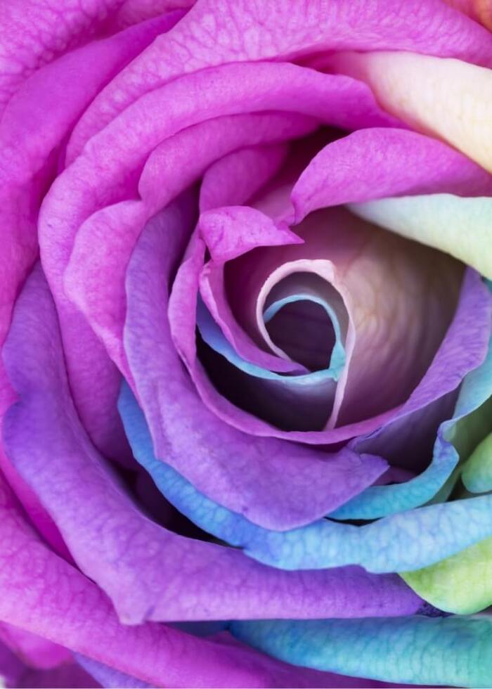 Plakat med Rainbow rose