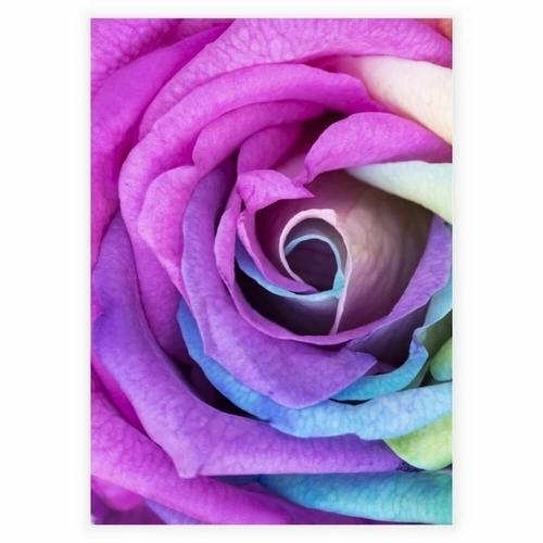 Plakat med Rainbow rose