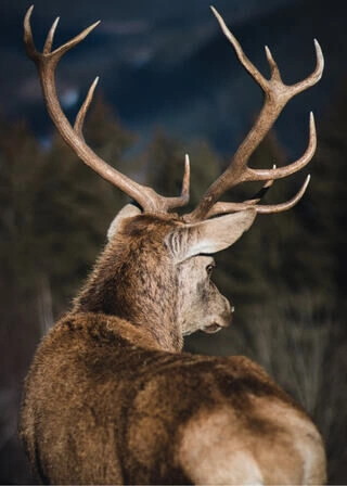 Hjort i naturen - Plakat