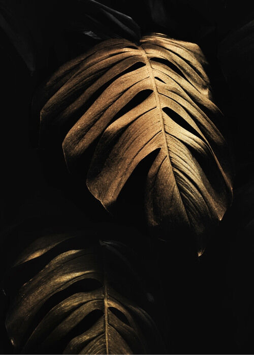 Golden Monstera blader - Plakat