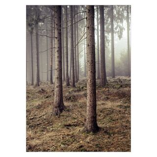 Plakat med skog 6