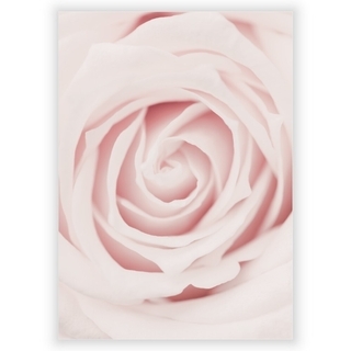 Plakat med rosa rose 2