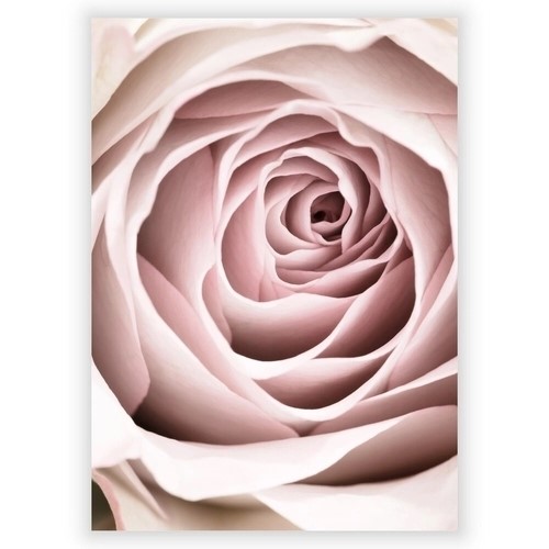 Plakat med rosa rose 3