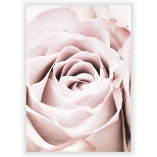 Rosa rose 4 - Plakat