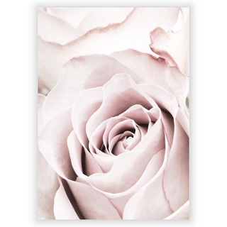 Plakat med rosa rose 5