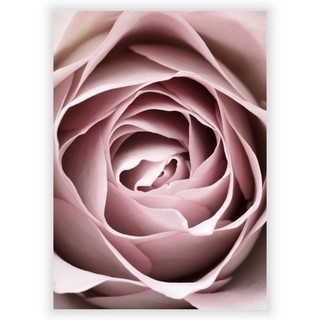 Plakat med rosa rose 6