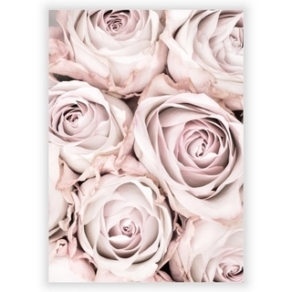 Plakat med rosa roser 3