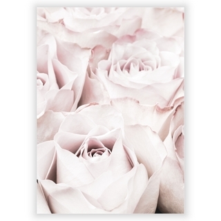 Plakat med rosa roser 4