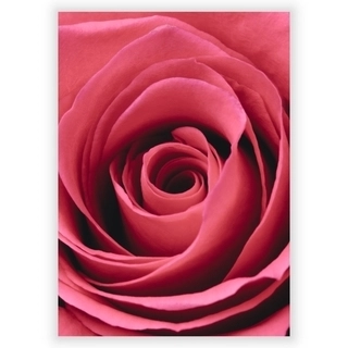 Plakat med rød rose