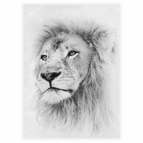 Wild lion - Plakat