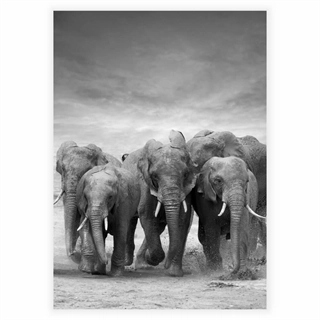 Elefanter i flokk - Plakat