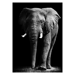 Plakat med en stor elefant i svarthvitt