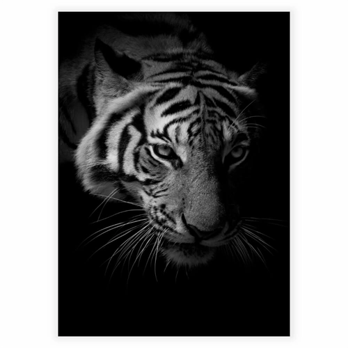 Tiger i svart og hvitt - Plakat