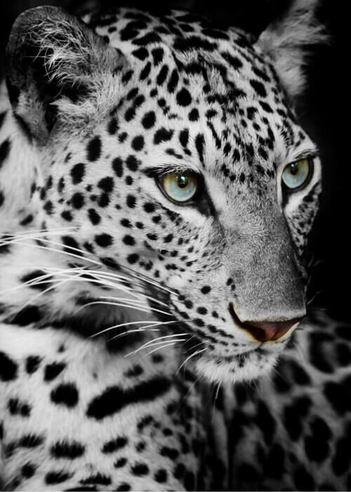 Leopard - Plakat