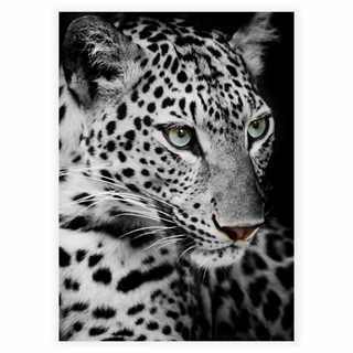 Leopard - Plakat
